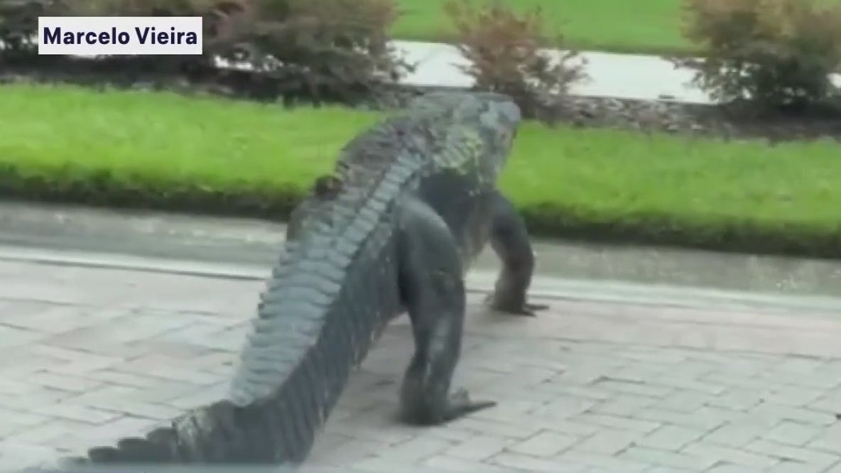 Enormous gator spotted in Tampa